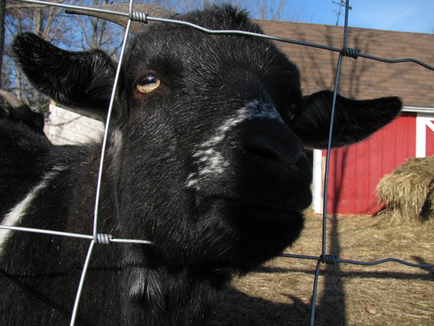 Goat for Meat