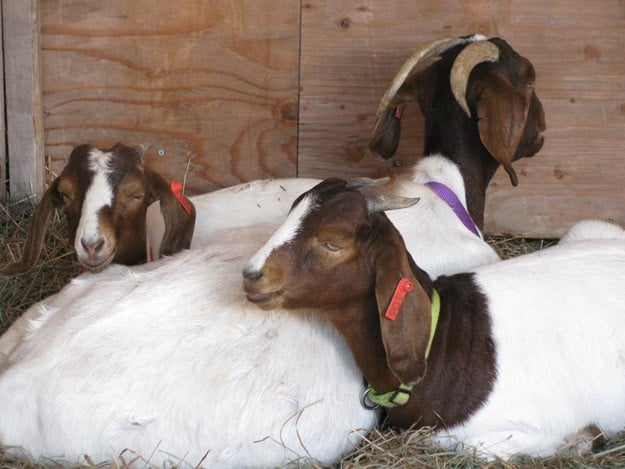 Goat Herd