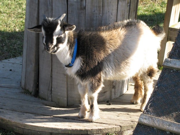 Pet Goats