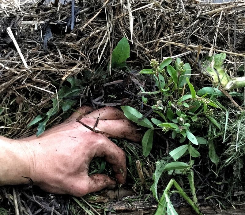 Fresh Lasagna Gardening Bed | What To Do With Fall Leaves | Smart Ways