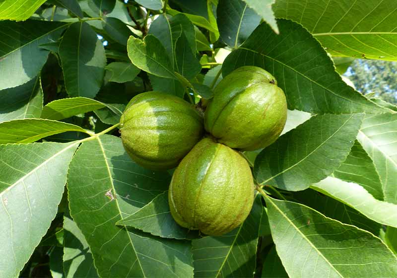 Fruits of the Carya ovata the shagbark hickory | winter plants