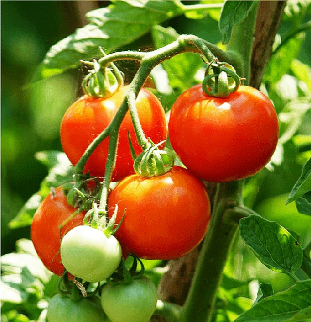 Garden Seed Starting Calculator | Homesteading Guide
