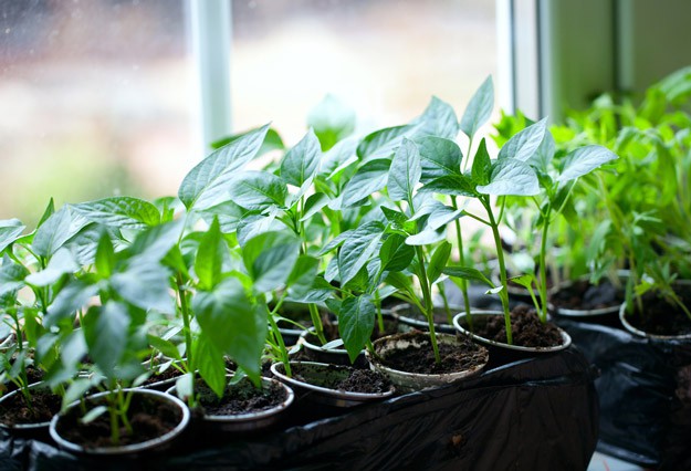 Growing Fruit Trees From Seeds | Gardening Tips And Tricks To Become A Successful Homesteader