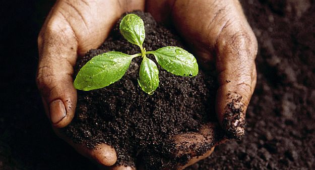 How To Make Your Seeds Survive In Stasis | Gardening Tips And Tricks To Become A Successful Homesteader
