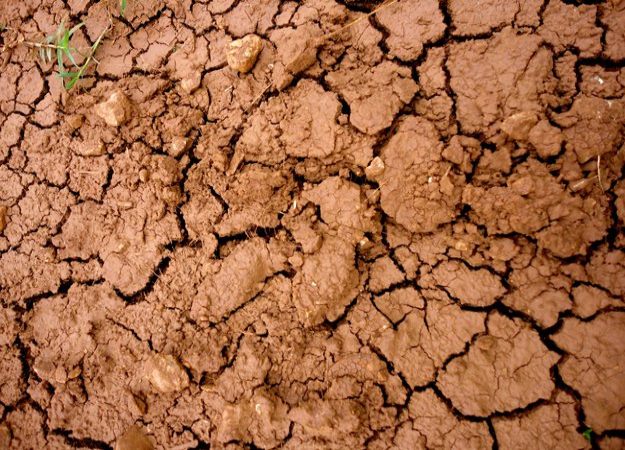 Amend Clay Soil | Gardening Tips And Tricks To Become A Successful Homesteader