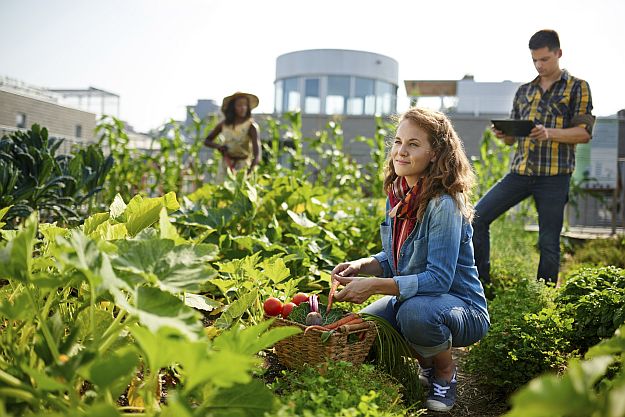 Find Out What Is Your Gardening Zone | Gardening Tips And Tricks To Become A Successful Homesteader