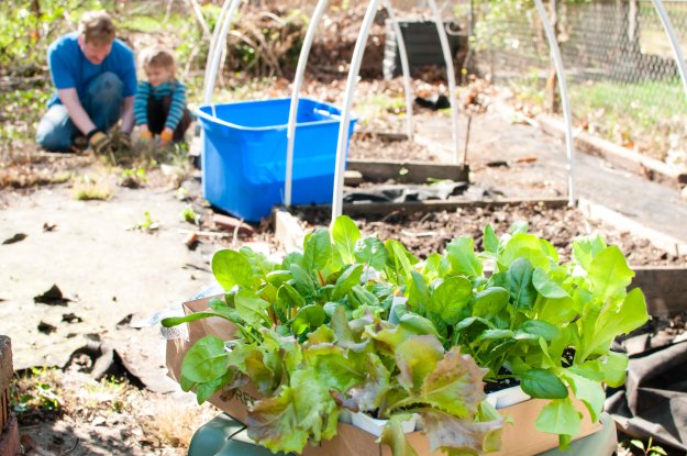 Know When To Plant | Gardening Tips And Tricks To Become A Successful Homesteaders 