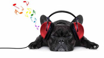 Get Your Dog Away From Any Loud Noise | 9 Ways To Calm Your Dogs During Thunderstorms
