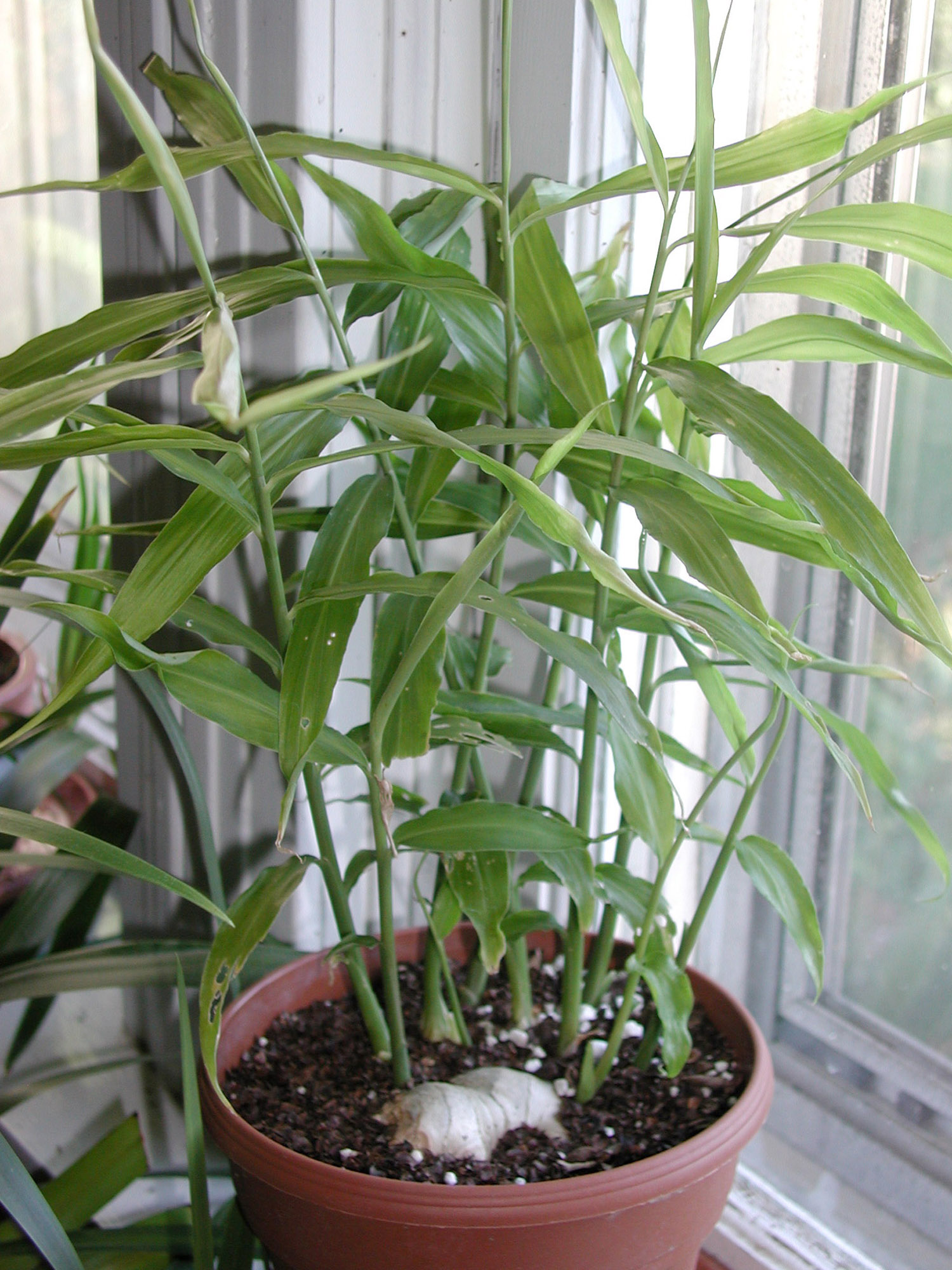 Ginger | Most Productive Vegetables To Grow Indoors Ginger | Vegetables To Grow Indoors For A Productive Garden