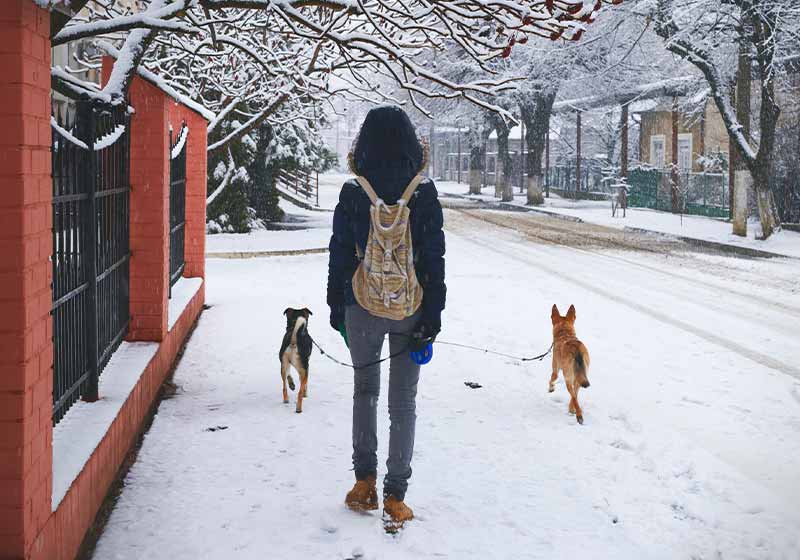 Girl is taking two dogs for a walk in winter | winter boots