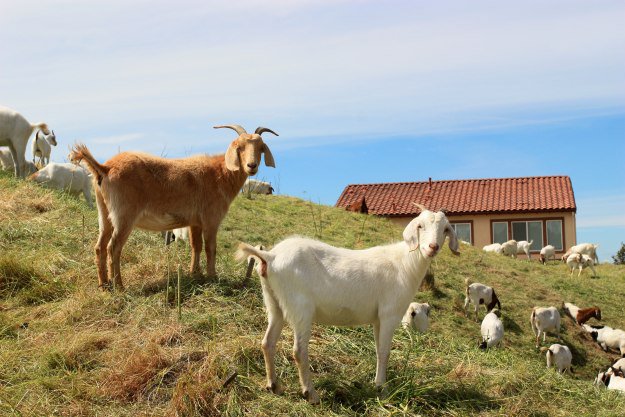 Raising Goats