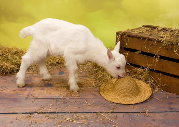 what do goats eat