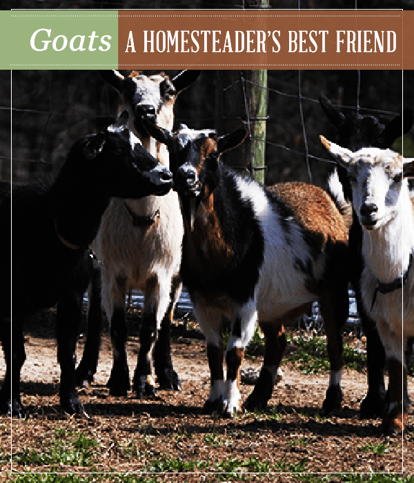 goats