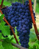Grapes | How To Blend Edible Landscaping With Ornamentals [Infographic]