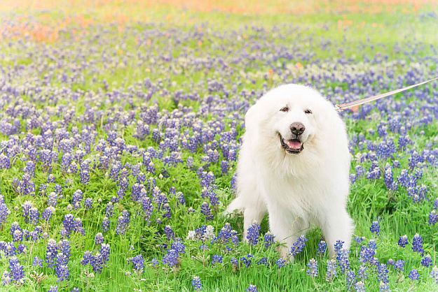 Great Pyrenees Top Working Dog Breeds For Country Living [Infographic]