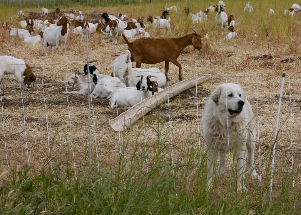 Predators | How to Carve Out a Wooded Homestead