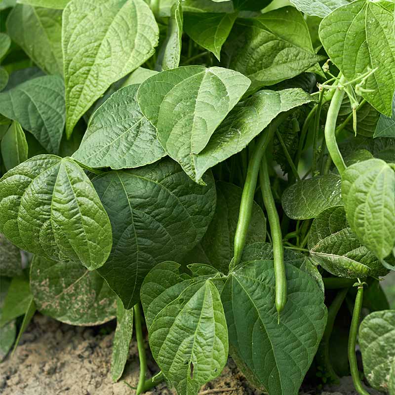 Green bean plant with ripe fresh vegetables growing on bed in the field | fall veggies