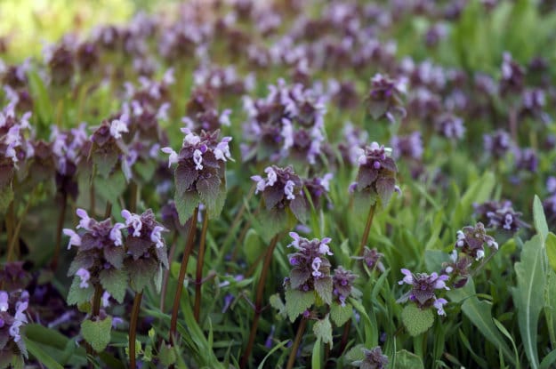 ground ivy weeds
