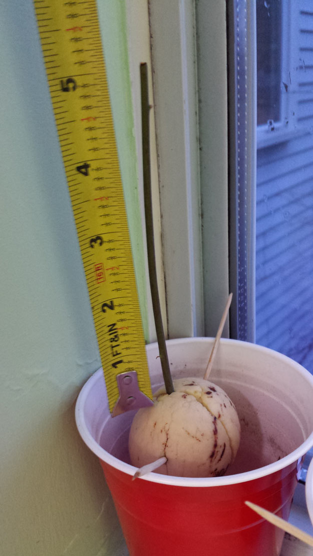 How to Grow Avocado How To Grow An Avocado Tree | Homesteading Tips