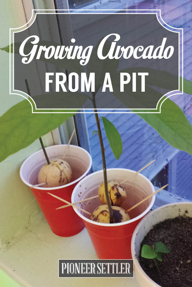 Growing Avocado from a Pit How To Grow An Avocado Tree | Homesteading Tips