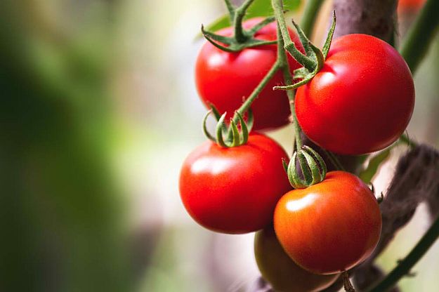 Gardening Tips To Earn Your Most Fruitful Yield Yet 