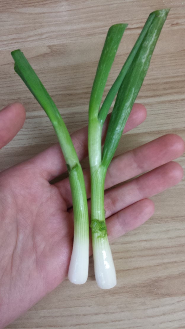 How To Grow Green Onions From Scraps