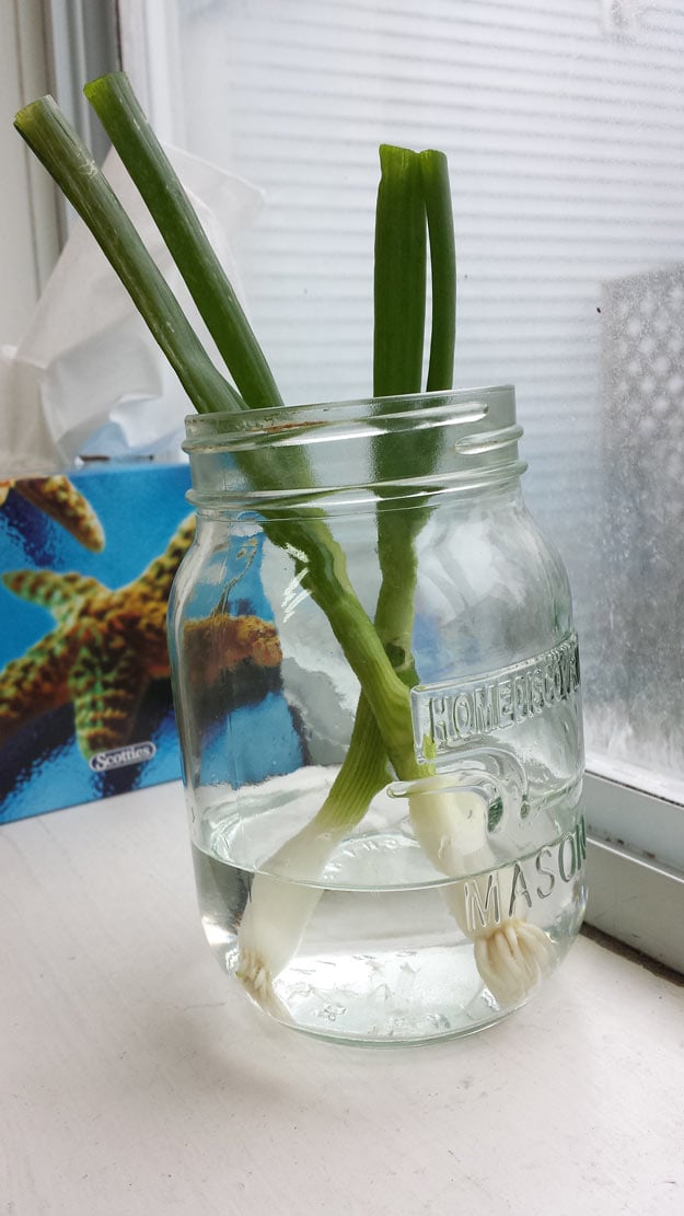 How To Grow Green Onions From Scraps