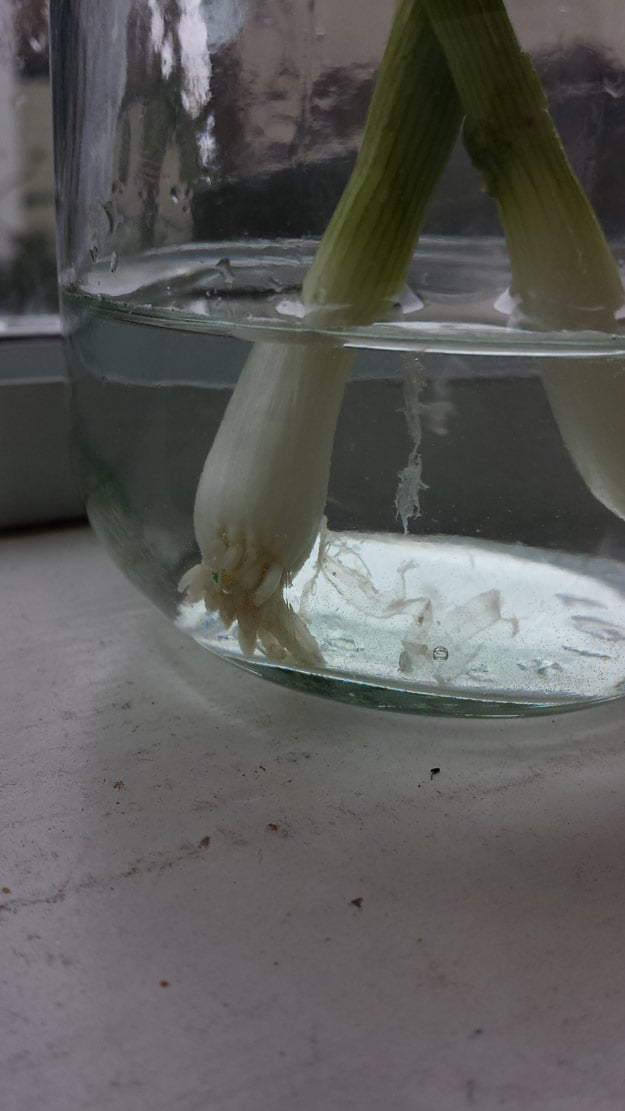 How To Grow Green Onions From Scraps