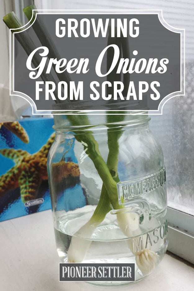 How To Grow Green Onions From Scraps