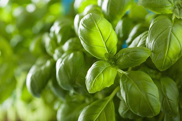 Basil | Healing Herbs And Spices To Grow In Your Garden