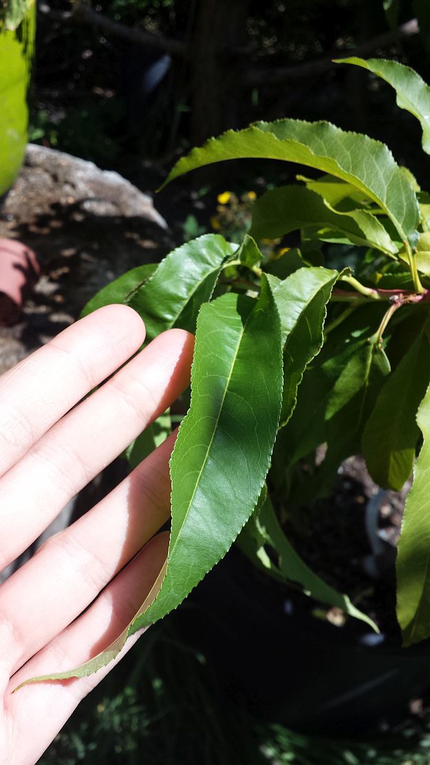 Healthy Peach Leaf | How To Grow Peaches On Your Homestead hand holding green leaf