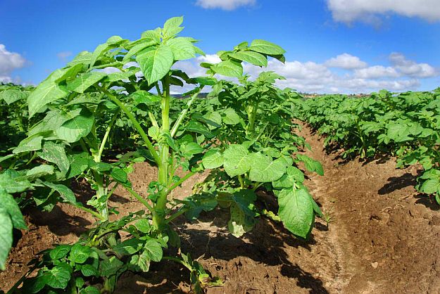 Healthy Potatoe Vine When To Harvest Potatoes | Homesteading Guide