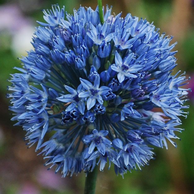 Blue Allium Blue Allium | A Homesteading Guide To Allim - Onions, Garlics, Chives, and Allium Flowers