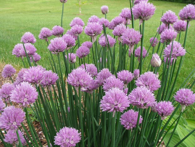 Edible Wild Plants Survival Guide