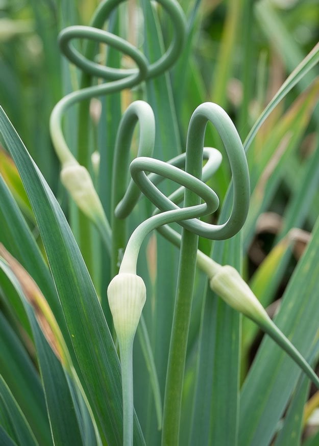Garlic Scape Garlic Scape | A Homesteading Guide To Onions, Garlics, Chives, and Allium Flowers