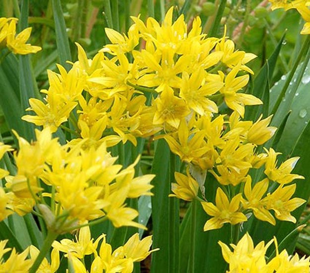 Moly Allium Moly Allium | A Homesteading Guide To Allim - Onions, Garlics, Chives, and Allium Flowers