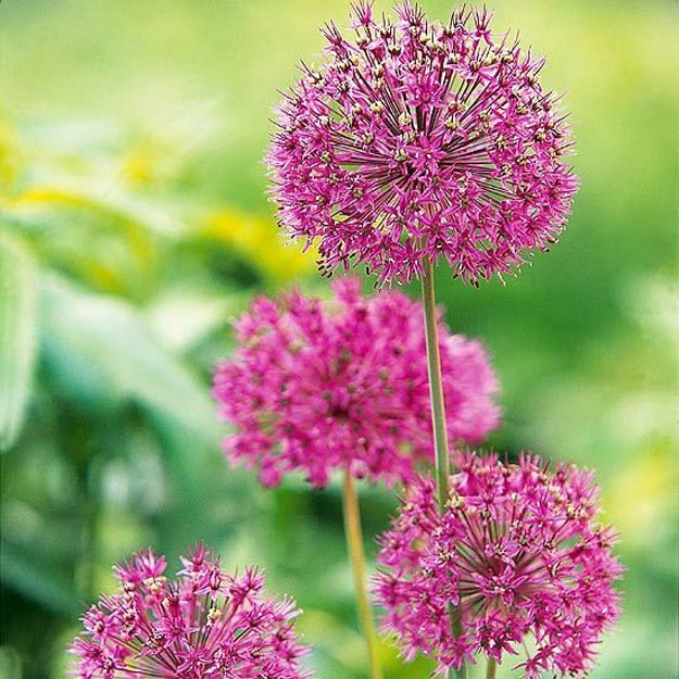Purple Sensation Purple Sensation | A Homesteading Guide To Allim - Onions, Garlics, Chives, and Allium Flowers