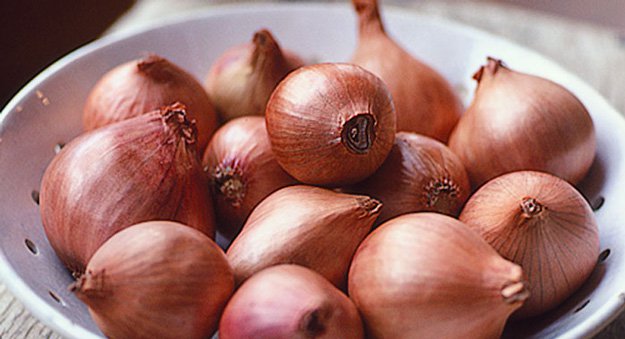 Shallot Shallot | A Homesteading Guide To Onions, Garlics, Chives, and Allium Flowers