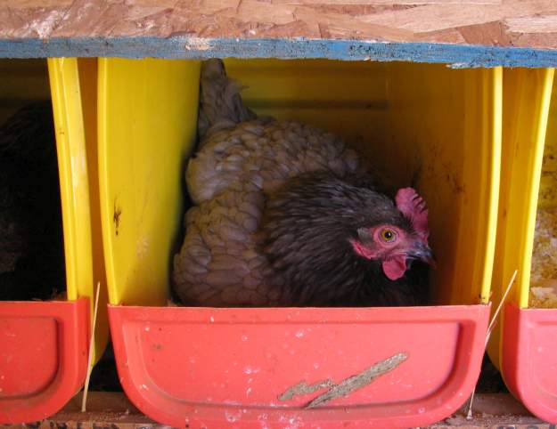 Build Chicken Nesting Boxes From Recycled Scrap Materials | Homesteading Hacks Every Homesteader Should Know 