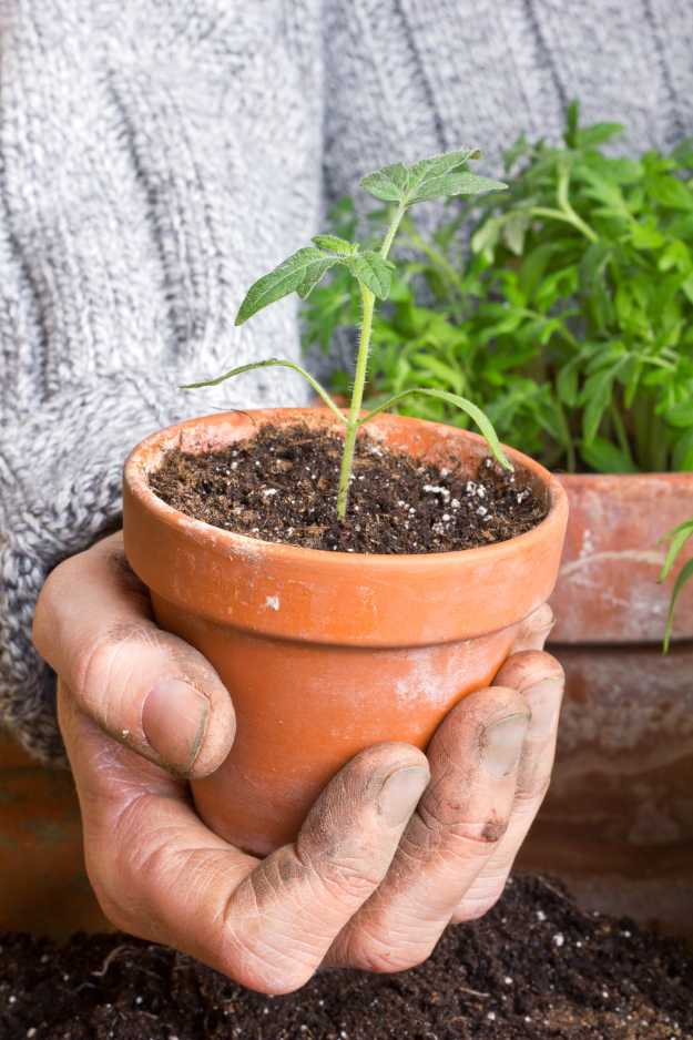 How To Prune Tomatoes | Homesteading Hacks Every Homesteader Should Know 