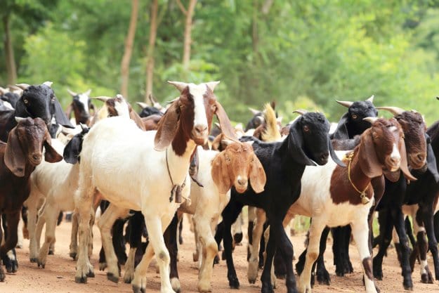 7 Signs It’s Goat Breeding Season | Homesteading Hacks Every Homesteader Should Know 