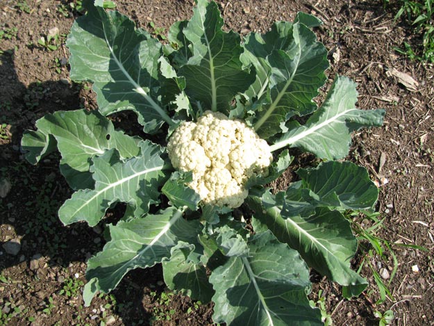 How to Grow Food How to Grow Food