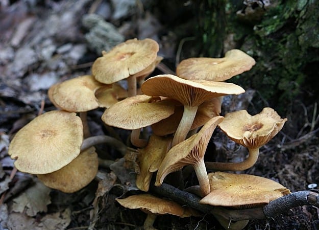 Identifying Mushrooms | Homesteading Skills Every Homesteader Must Be Well Equipped Identifying Mushrooms | Homesteading Skills Every Homesteader Must Be Equipped With