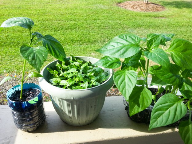 Still in doubt? Continue below to see how I put these tips to use for my bell peppers | Homesteading Tips For Starting Seeds In DIY Greenhouse