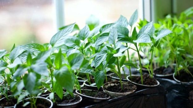 Tip 1: Simplify Your Choices | Don’t Over-Think It | Homesteading Tips For Starting Seeds In DIY Greenhouse