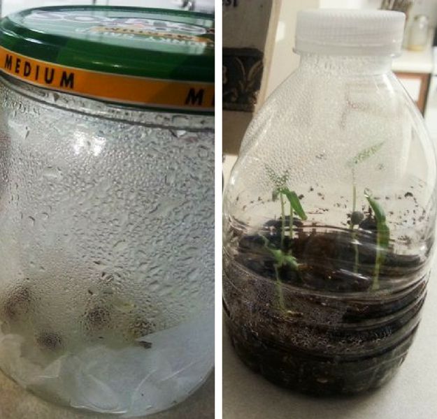 Tip 2: Choose to Recycle | Homesteading Tips For Starting Seeds In DIY Greenhouse