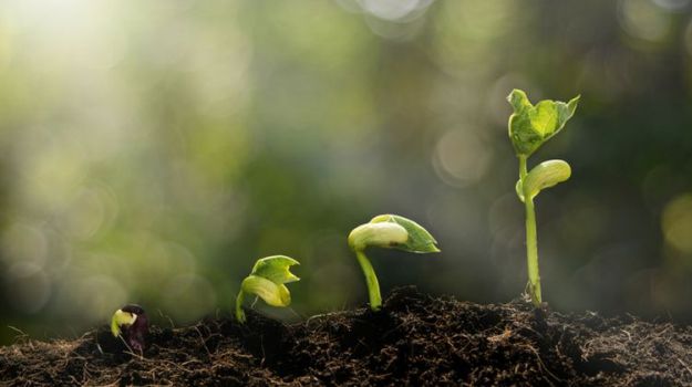 15 Gardening Ideas On a Budget: Grow From Seeds | Homesteading Today Ideas To Get You Started 