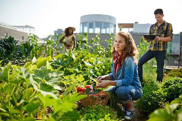 22 Gardening Tips To Earn Your Most Fruitful Yield Yet: Determine Your Gardening Zone | Homesteading Today Ideas To Get You Started 