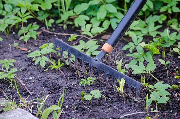 Rake | Handy Homesteading Tools To Make You An Ultimate Homesteader