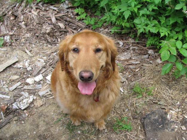 Honey The Golden Retriever